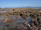 Leeward reef crest along the Anchorage at low spring tide. Note prominence of soft corals in the foreground.